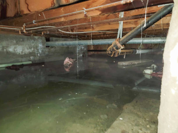 Best Mold removal after water damage  in Lawrence, NY